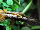 Hemidactylus frenatus & Lygodactylus picturatus