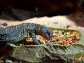 Uromastyx ocellata