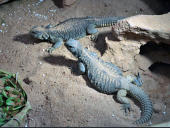 Uromastyx aegyptia