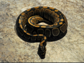 0.1 Python regius